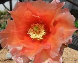 Attēlu rezultāti vaicājumam “Chara polyacantha”