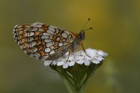 Attēlu rezultāti vaicājumam “Mellicta athalia upperside”