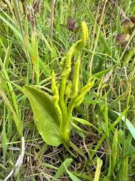 Attēlu rezultāti vaicājumam “Ophioglossum vulgatum”