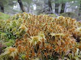 Attēlu rezultāti vaicājumam “Sphagnum angustifolium”