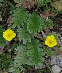 Image result for Potentilla anserina