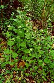 Attēlu rezultāti vaicājumam “Alliaria petiolata”