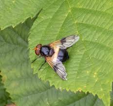 Attēlu rezultāti vaicājumam “Volucella pellucens”