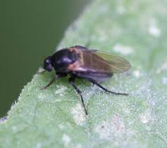 Attēlu rezultāti vaicājumam “Phoridae”