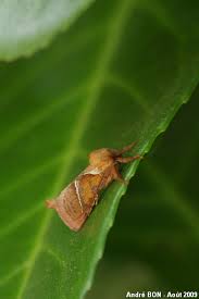 Attēlu rezultāti vaicājumam “Hepialus sylvina female”