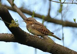 Image result for Jynx torquilla