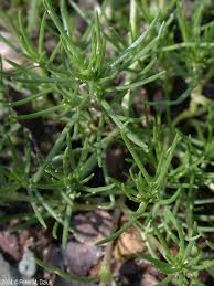 Attēlu rezultāti vaicājumam “Scleranthus annuus”