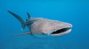 Image result for Rhincodon typus