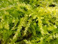 Attēlu rezultāti vaicājumam “Oxyrrhynchium hians var. rigidum macro”