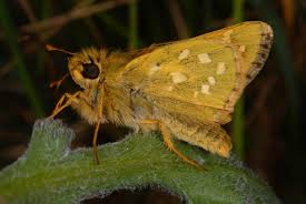 Attēlu rezultāti vaicājumam “Hesperia comma”