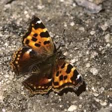 Attēlu rezultāti vaicājumam “Nymphalis xanthomelas upperside”