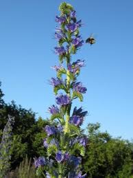 Attēlu rezultāti vaicājumam “Echium vulgare flower”