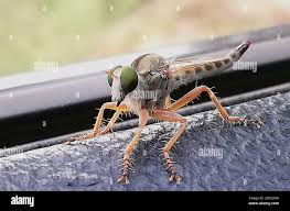 Attēlu rezultāti vaicājumam “Asilidae”