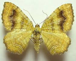 Attēlu rezultāti vaicājumam “Camptogramma bilineata”