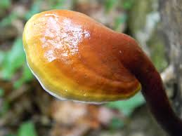 Attēlu rezultāti vaicājumam “Ganoderma lucidum”