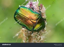 Attēlu rezultāti vaicājumam “Cetonia aurata”