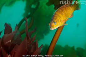 Image result for Tautogolabrus adspersus