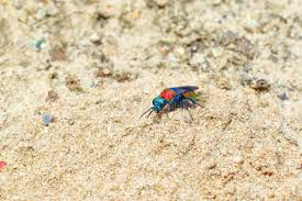 Attēlu rezultāti vaicājumam “Hedychrum sp.”