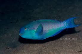 Image result for Chlorurus gibbus