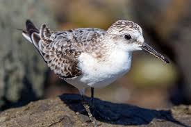 Attēlu rezultāti vaicājumam “Calidris alba”