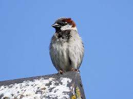 Image result for Passer domesticus