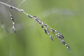 Attēlu rezultāti vaicājumam “Glyceria striata fruit”