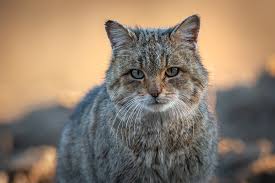 Attēlu rezultāti vaicājumam “Felis silvestris catus adult”