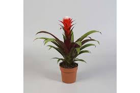 Картинки по запросу гусмания