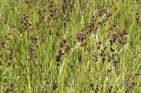 Attēlu rezultāti vaicājumam “Juncus conglomeratus fruit”