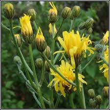 Attēlu rezultāti vaicājumam “Crepis biennis leaf”