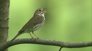 Image result for Seiurus aurocapilla