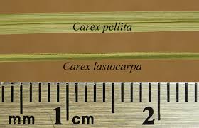 Attēlu rezultāti vaicājumam “Carex lasiocarpa fruit”