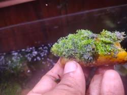 Attēlu rezultāti vaicājumam “Riccardia multifida”