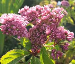Image result for Eupatorium cannabinum