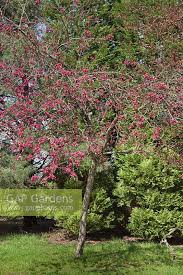 Attēlu rezultāti vaicājumam “Malus purpurea flower”