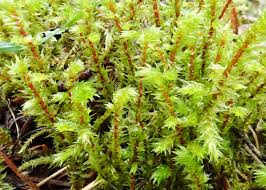 Attēlu rezultāti vaicājumam “Rhytidiadelphus”