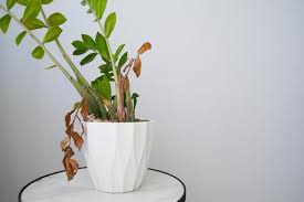 Image result for zamiokulkas