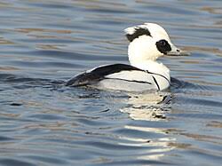 Attēlu rezultāti vaicājumam “Mergus albellus”