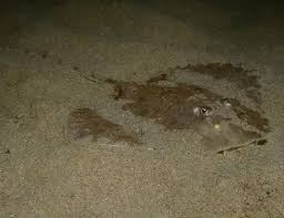 Image result for Raja asterias