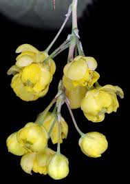 Attēlu rezultāti vaicājumam “Berberis vulgaris flower”