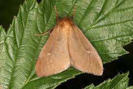 Attēlu rezultāti vaicājumam “Lymantriidae”