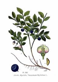 Attēlu rezultāti vaicājumam “Vaccinium myrtillus flower”