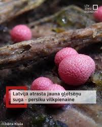 Attēlu rezultāti vaicājumam “Lycogala persicum macro”