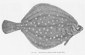 Image result for Parophrys vetulus