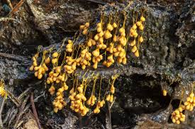 Attēlu rezultāti vaicājumam “Badhamia utricularis”