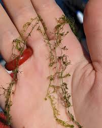 Attēlu rezultāti vaicājumam “Utricularia minor bud”