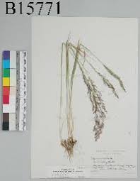 Attēlu rezultāti vaicājumam “Agrostis stolonifera subsp. straminea”