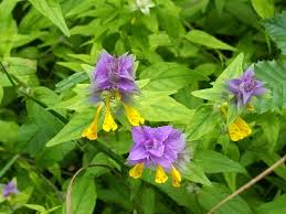 Attēlu rezultāti vaicājumam “Melampyrum sylvaticum”