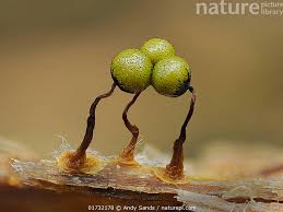 Attēlu rezultāti vaicājumam “Cribraria languescens spores”