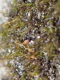 Attēlu rezultāti vaicājumam “Seligeria pusilla sporophyte”